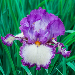 Swept Off My Feet Reblooming Bearded Iris Seeds